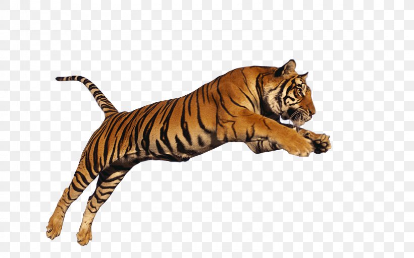 Jungle, PNG, 1600x1000px, Siberian Tiger, Animal Figure, Autocad Dxf, Bengal Tiger, Big Cats Download Free