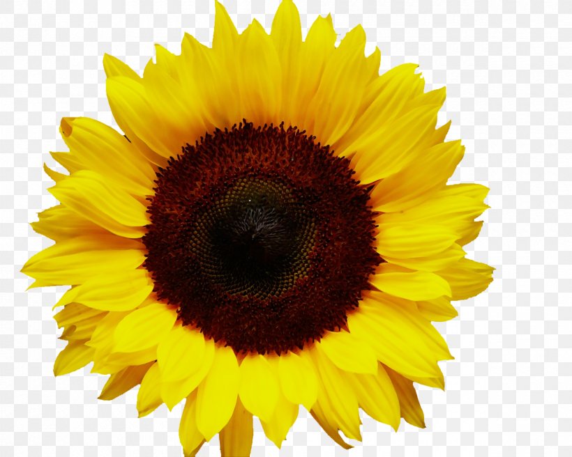 Flowers Background, PNG, 2400x1920px, Sunflower, Annual Plant, Asterales, Cuisine, Cut Flowers Download Free