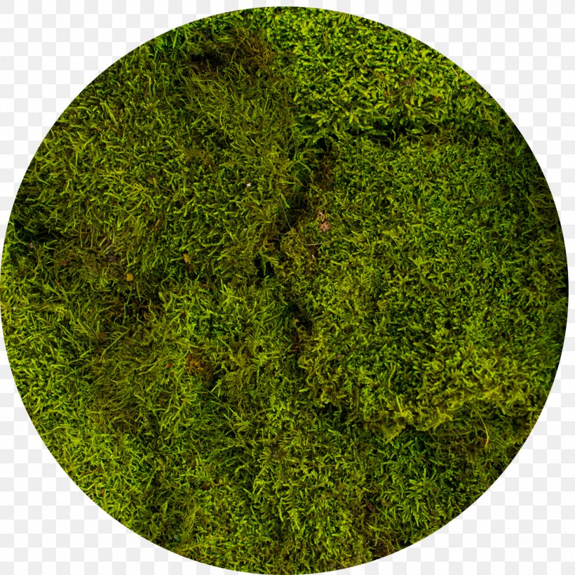 Moss Green Bryophyte Vegetation Hologram, PNG, 1335x1335px, Moss, Artificial Turf, Biome, Brocade, Bryophyte Download Free