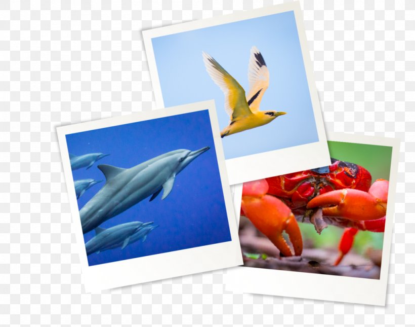 Photographic Paper Picture Frames Fish Photography, PNG, 1024x806px, Paper, Fish, Organism, Photographic Paper, Photography Download Free