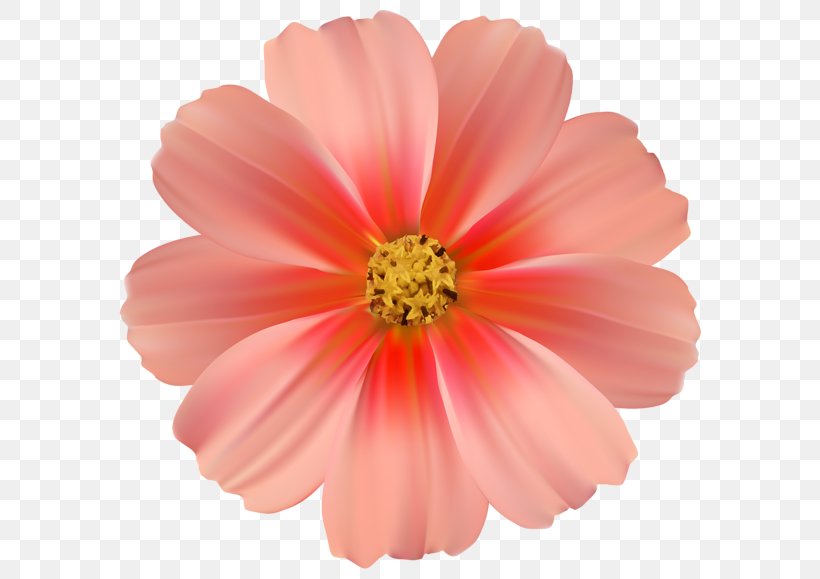 Pink Flowers Rose Clip Art, PNG, 600x579px, Flower, Annual Plant, Cosmos, Cut Flowers, Daisy Family Download Free