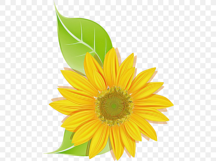 Sunflower, PNG, 500x613px, Flower, Barberton Daisy, Gazania, Gerbera, Petal Download Free