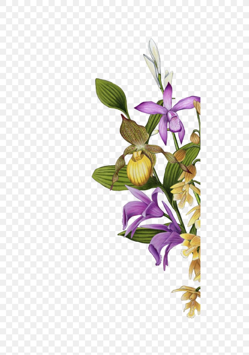 Garden Floral Design Slipper Orchids Cut Flowers, PNG, 500x1168px, Garden, Beauty, Blume, Branch, Cut Flowers Download Free