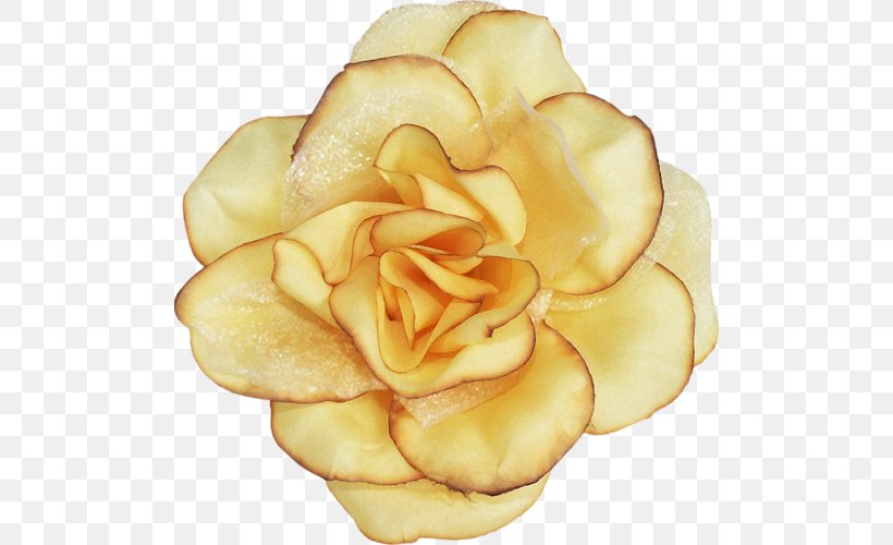 Garden Roses Flower Blume Clip Art, PNG, 500x500px, Garden Roses, Blume, Botanical Illustration, Cut Flowers, Decoupage Download Free