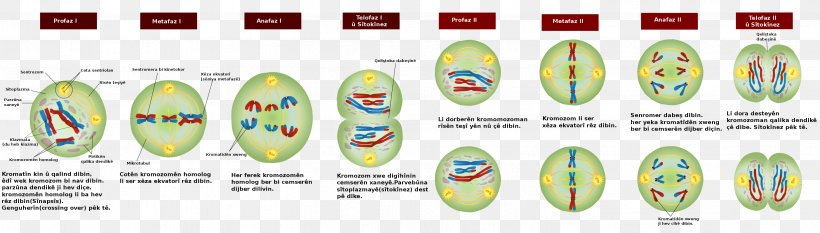 Meiosis Mitosis Cell Division Prophase Bivalent, PNG, 2809x800px, Meiosis, Anaphase, Brand, Cell, Cell Cycle Download Free