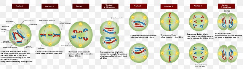 Meiosis Mitosis Cell Division Prophase Bivalent, PNG, 2809x800px ...