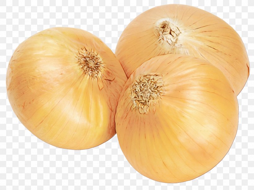 Yellow Onion Vegetable Red Onion Image, PNG, 1602x1200px, Yellow Onion, Allium, Amaryllis Family, Flowering Plant, Food Download Free