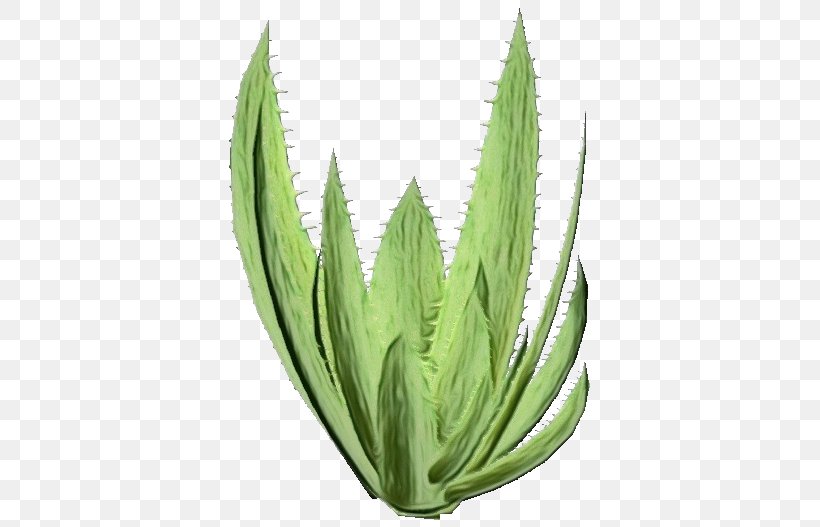 Aloe Vera Leaf, PNG, 750x527px, Watercolor, Agave, Agave Azul, Agave Tequilana, Aloe Download Free