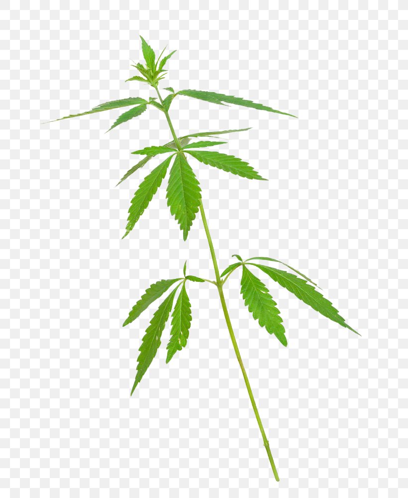 Cannabis Sativa Stock Photography, PNG, 719x1000px, Cannabis, Alamy, Cannabinol, Cannabis Sativa, Cannabis Smoking Download Free