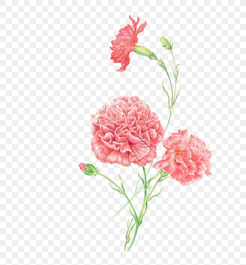 clipart flowers carnation