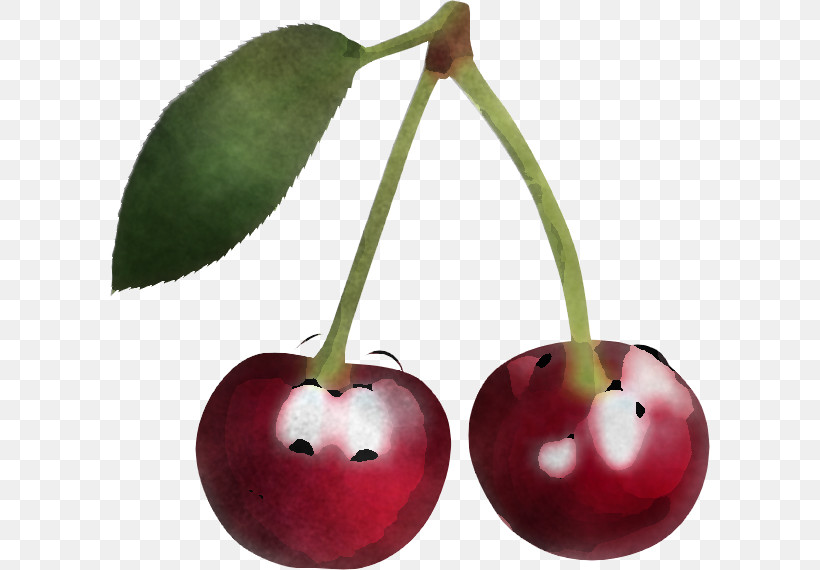 Cherry Plant Fruit Tree Food, PNG, 600x570px, Cherry, Flower, Food, Fruit, Leaf Download Free