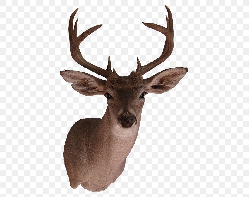 Elk White-tailed Deer Reindeer Antler, PNG, 455x650px, Elk, Animal, Antler, Arizona, Az Wildlife Creations Download Free