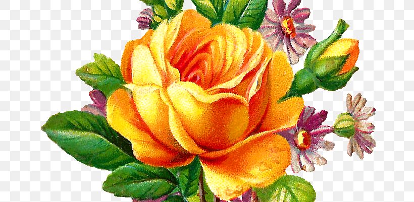 Garden Roses Cabbage Rose Floral Design Cut Flowers, PNG, 764x401px, Garden Roses, Annual Plant, Cabbage Rose, Cut Flowers, Digital Image Download Free