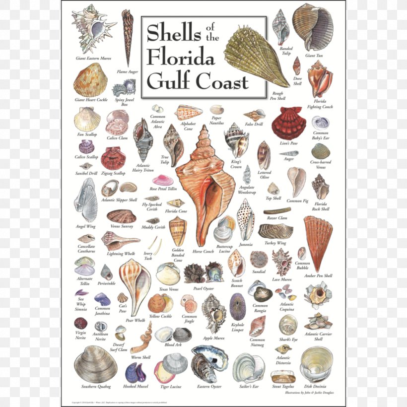 Gulf Of Mexico Seashell Sanibel Shore Coast, PNG, 1024x1024px, Gulf Of Mexico, Barrier Island, Beach, Coast, Conch Download Free
