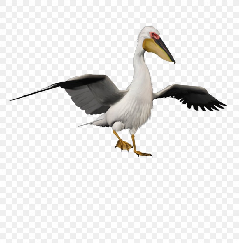 Bird Pelicans Duck Image, PNG, 1518x1543px, Bird, Beak, Duck, Ducks Geese And Swans, Fauna Download Free