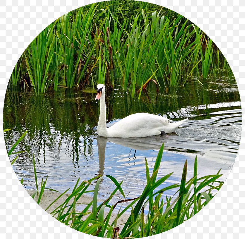 Cygnini Goose Duck Water Resources Ecosystem, PNG, 800x800px, Cygnini, Beak, Bird, Duck, Ducks Geese And Swans Download Free