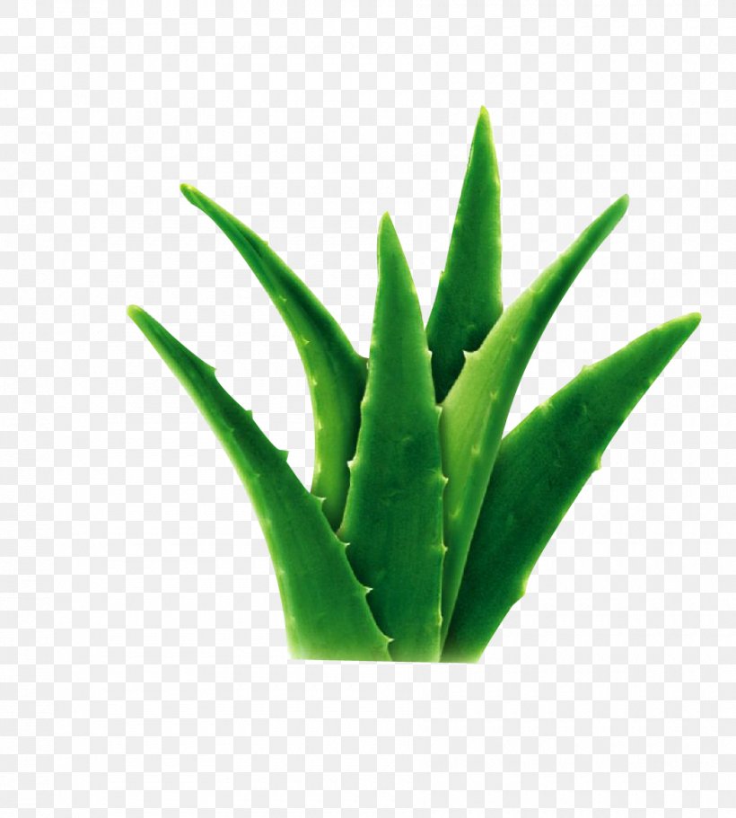 Aloe Vera Seed Bonsai Fruit Succulent Plant, PNG, 900x1000px, Aloe Vera, Aloe, Bonsai, Cosmetics, Flowerpot Download Free