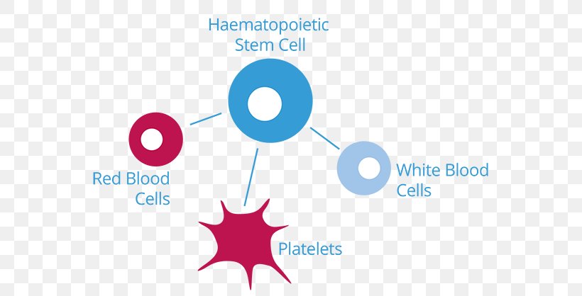Cord Blood White Blood Cell Red Blood Cell Hematopoietic Stem Cell, PNG, 600x418px, Cord Blood, Acute Lymphoblastic Leukemia, Adipocyte, Area, Blood Download Free