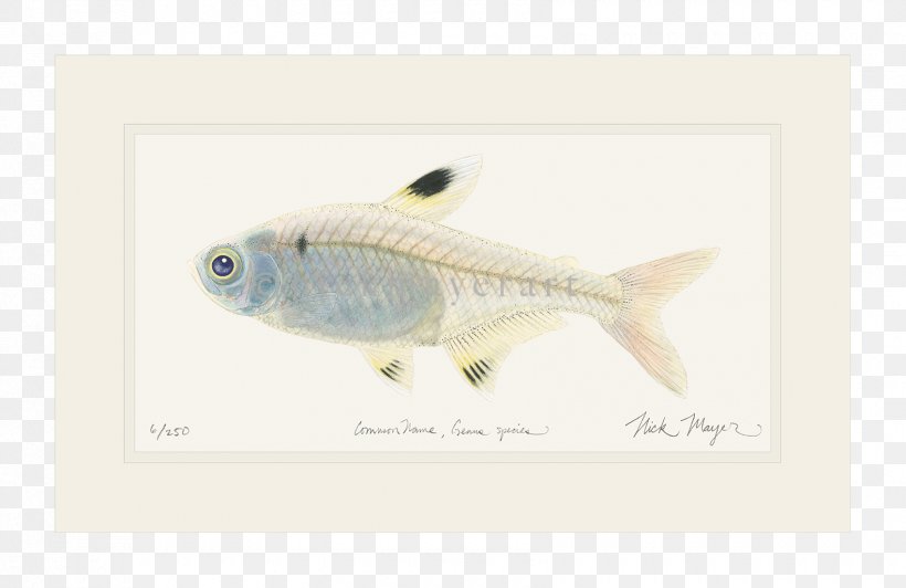 Fish Animal, PNG, 1700x1103px, Fish, Animal, Fauna, Organism Download Free