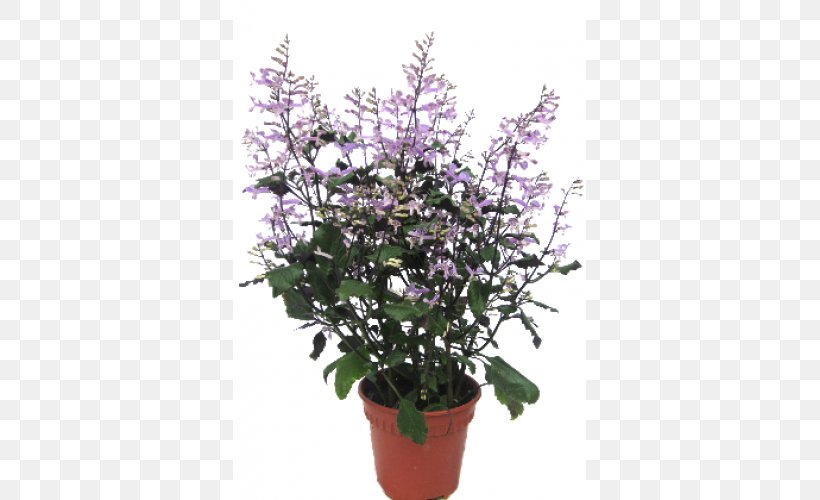 Flowerpot Houseplant Shrub Flowering Plant, PNG, 500x500px, Flowerpot, Flower, Flowering Plant, Herb, Houseplant Download Free