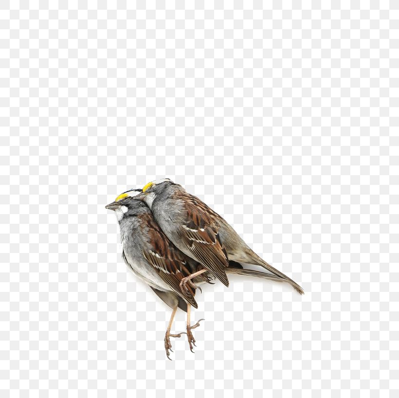 House Sparrow Bird Finch Lark, PNG, 564x818px, House Sparrow, Animal, Beak, Bird, Eurasian Tree Sparrow Download Free