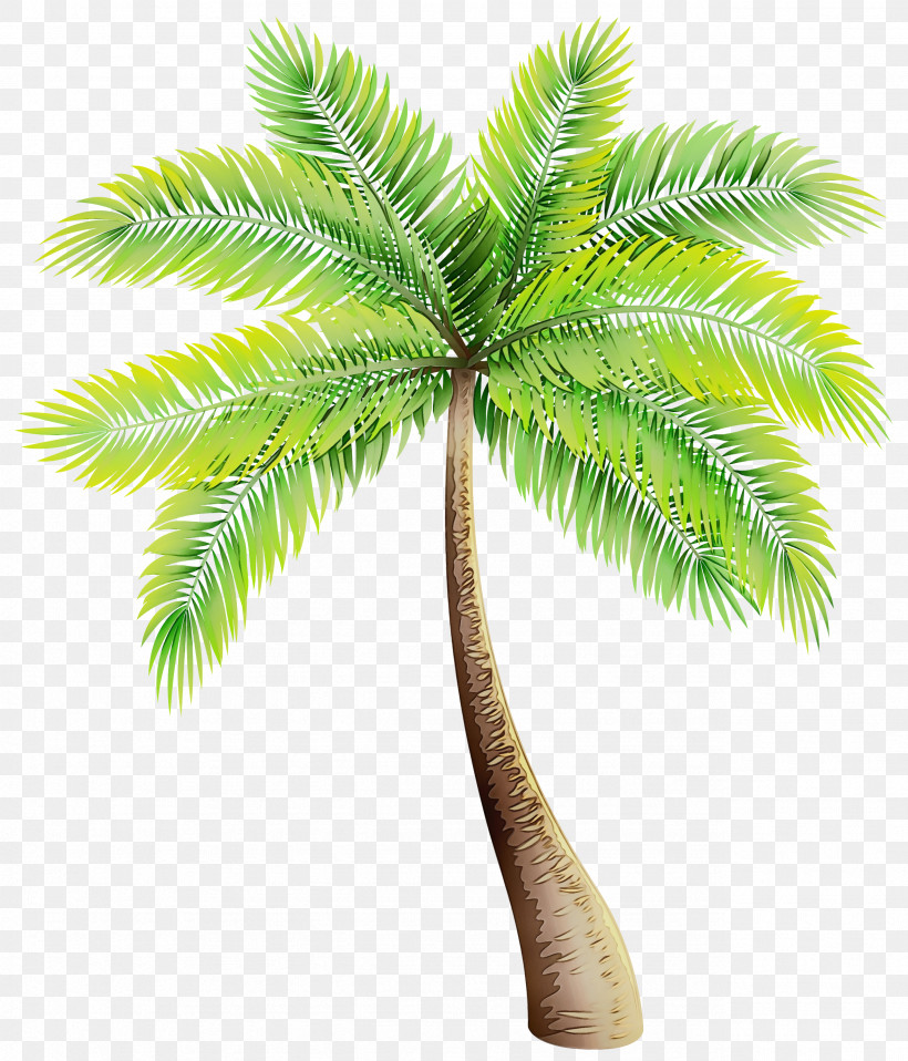 Palm Trees, PNG, 2567x3000px, Watercolor, Arecales, Asian Palmyra Palm, Borassus, Coconut Download Free