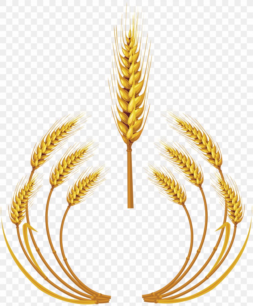 Wheat Royalty-free Ear Clip Art, PNG, 5221x6312px, Wheat, Commodity, Ear, Food, Food Grain Download Free