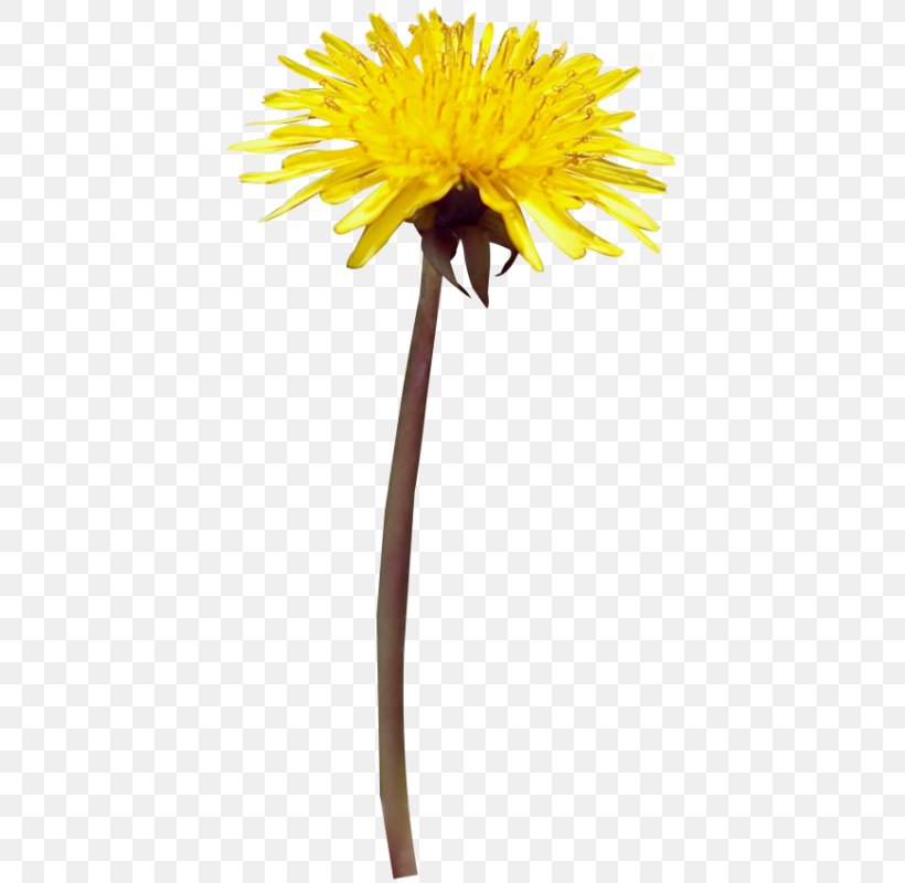 Yellow Flower Clip Art, PNG, 418x800px, Yellow, Cut Flowers, Daisy Family, Dandelion, Digital Image Download Free