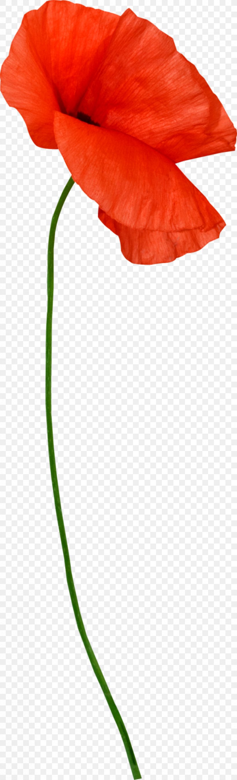 Flower Plant Stem Petal Poppy Clip Art, PNG, 827x2722px, Flower, Auglis, Common Poppy, Coquelicot, Flora Download Free