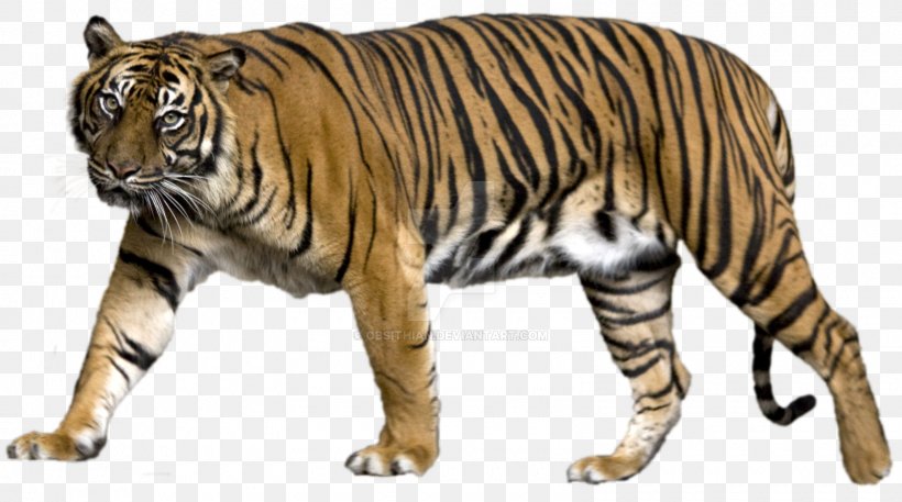 Lion Felidae Liger Clip Art, PNG, 1600x892px, Lion, Animal, Animal Figure, Bengal Tiger, Big Cat Download Free