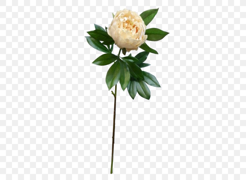 Peony Cut Flowers Artificial Flower Flower Bouquet, PNG, 800x600px, Peony, Artificial Flower, Cranberry, Cut Flowers, Flower Download Free