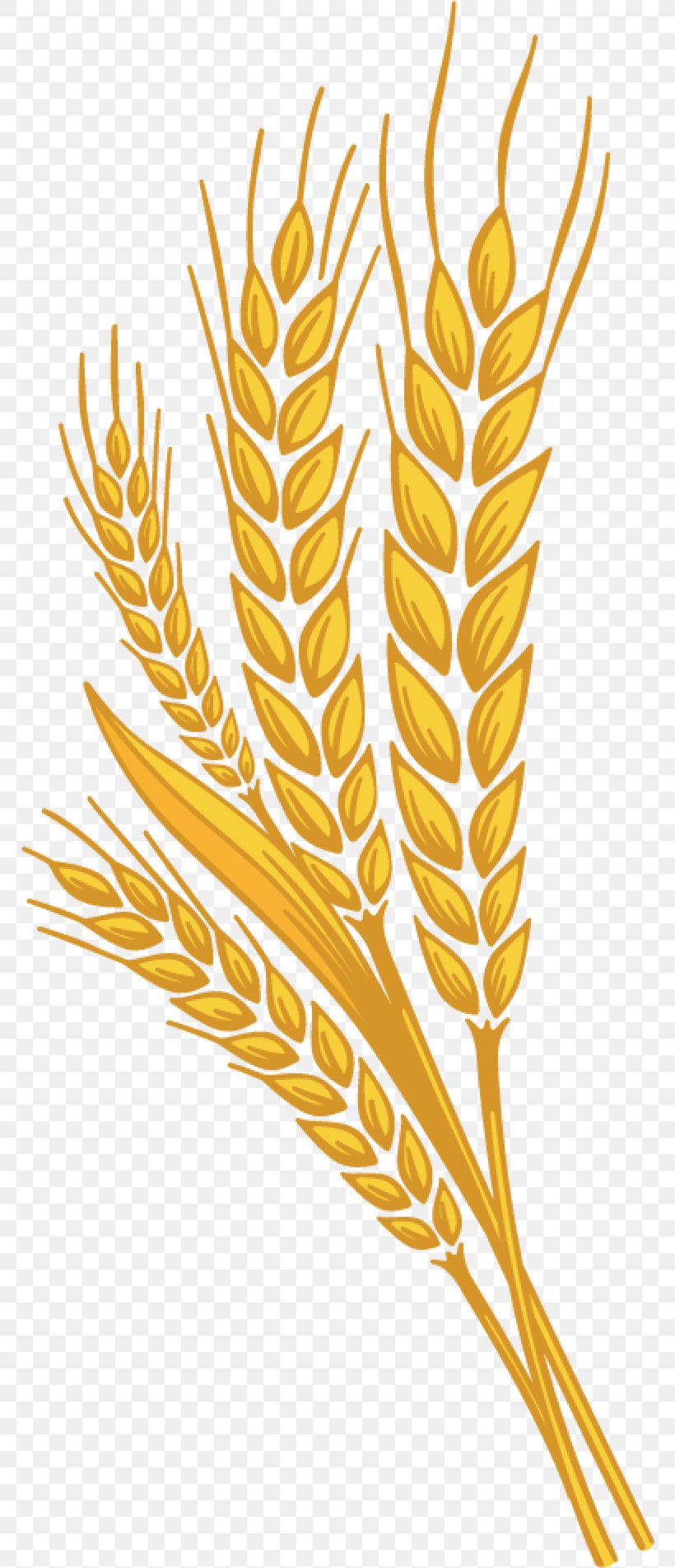 Beer Wheat Clip Art, PNG, 770x1902px, Wheat, Adobe Acrobat, Branch, Cereal, Commodity Download Free