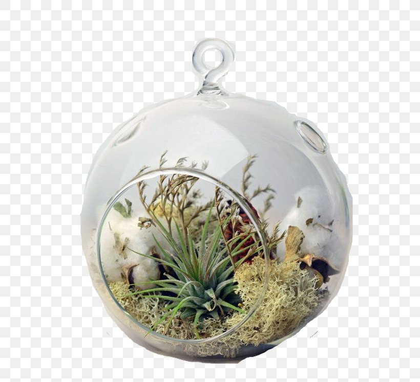 Cactus Cartoon, PNG, 570x747px, Sky Plant, Bell Jar, Bromeliads, Cactus, Candle Download Free