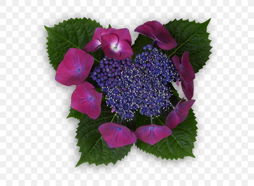 Hydrangea Violet Red Lilac Petal, PNG, 600x600px, Hydrangea, Annual Plant, Cardinal, Cornales, Email Download Free
