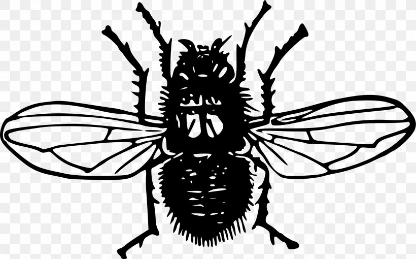 Insect Blow Flies Blue Bottle Fly Clip Art, PNG, 2400x1493px, Insect, Arthropod, Artwork, Bee, Black And White Download Free