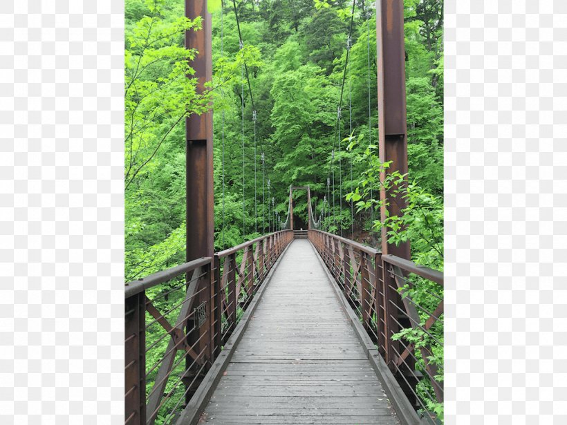 Simple Suspension Bridge Rainforest Nature Reserve Canopy Walkway, PNG, 1000x750px, Suspension Bridge, Bridge, Canopy, Canopy Walkway, Forest Download Free