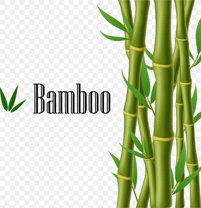 Bamboo Illustration, PNG, 4008x4163px, Bamboo, Grass, Grass Family, Photography, Plant Download Free