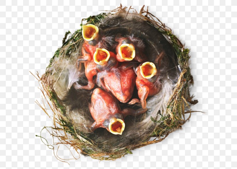 Bird Nest Parrot Penguin Indian Roller, PNG, 640x586px, Bird, Altricial, American Robin, Animal Source Foods, Bird Egg Download Free