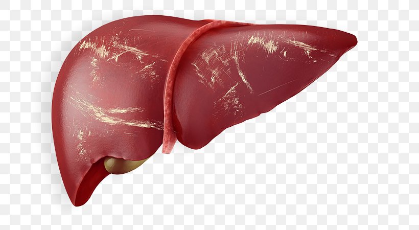 Liver Human Anatomy Human Body Stock Photography, PNG, 700x450px, Watercolor, Cartoon, Flower, Frame, Heart Download Free