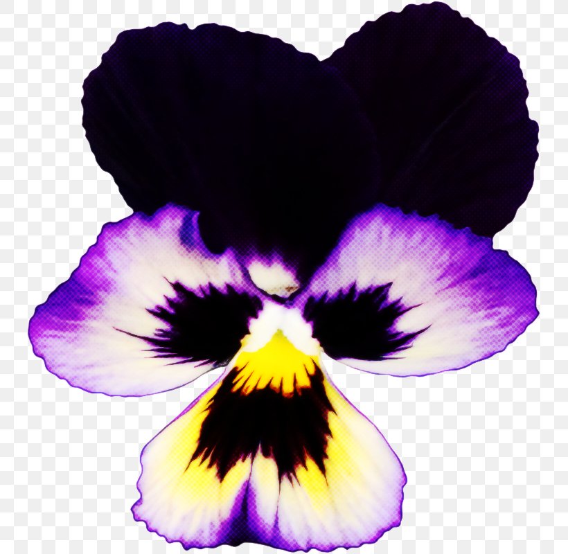Violet Wild Pansy Petal Purple Flower, PNG, 743x800px, Violet, Flower, Pansy, Petal, Plant Download Free