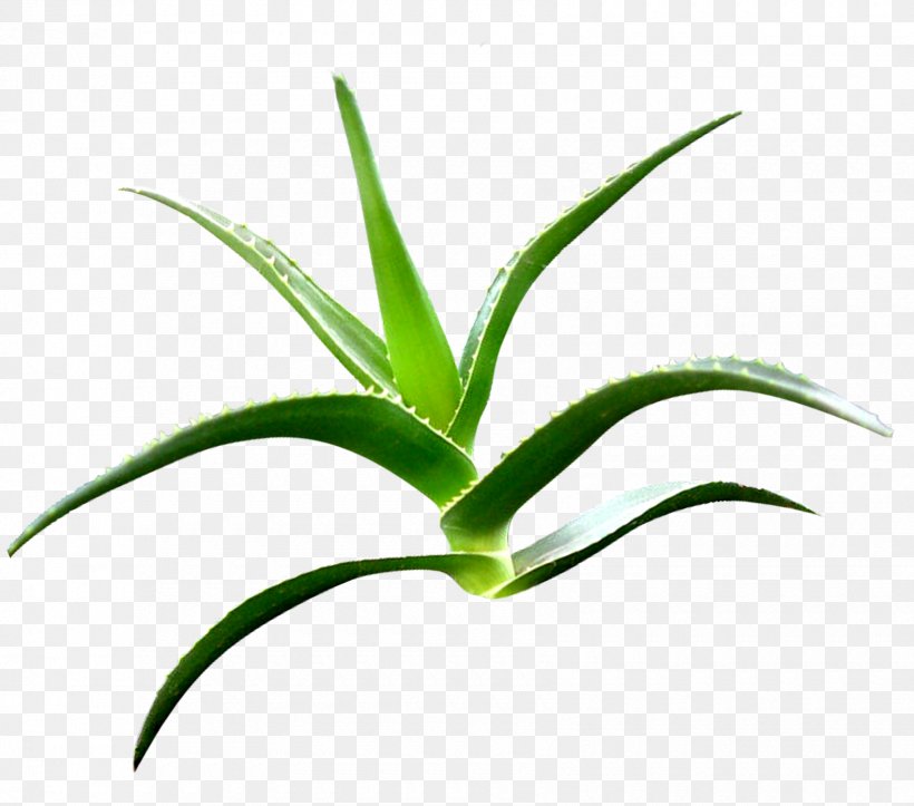 Aloe Vera Clip Art, PNG, 1700x1500px, Aloe Vera, Aloe, Flora, Flower, Flowering Plant Download Free