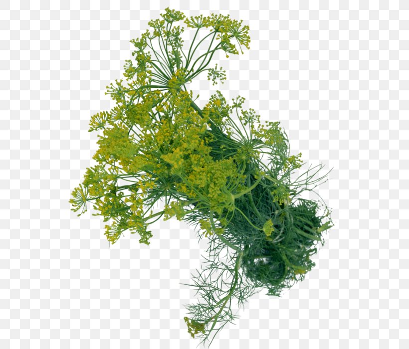Dill Herb Condiment Clip Art, PNG, 546x700px, Dill, Cicely, Condiment, Fennel, Flower Download Free