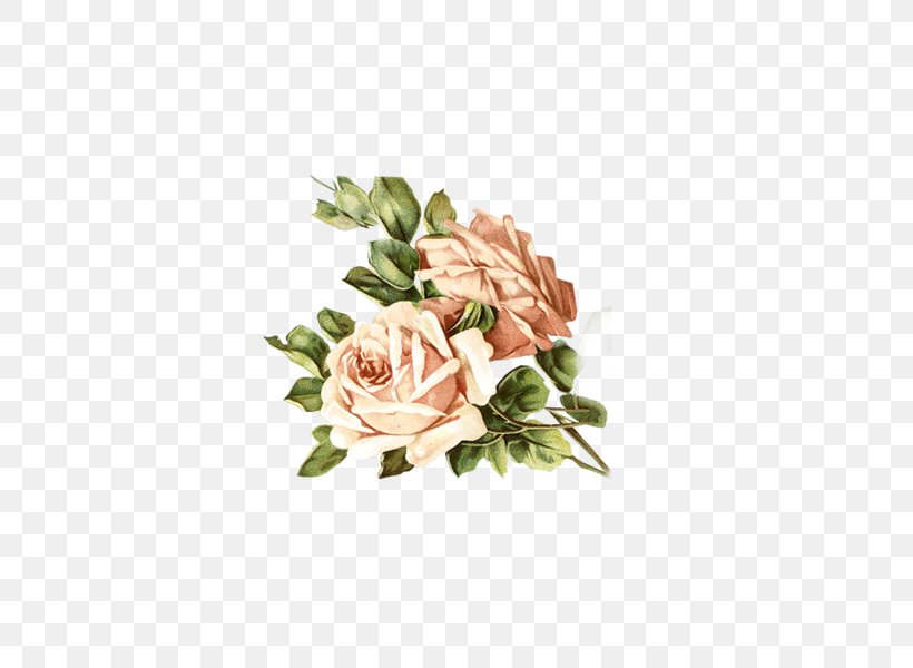 Garden Roses Centifolia Roses Rosa Chinensis Pink, PNG, 600x600px, Garden Roses, Centifolia Roses, Color, Cut Flowers, Floral Design Download Free