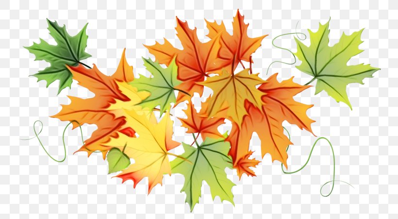 Maple Leaf, PNG, 768x451px, Watercolor, Autumn, Black Maple, Flowering Plant, Leaf Download Free