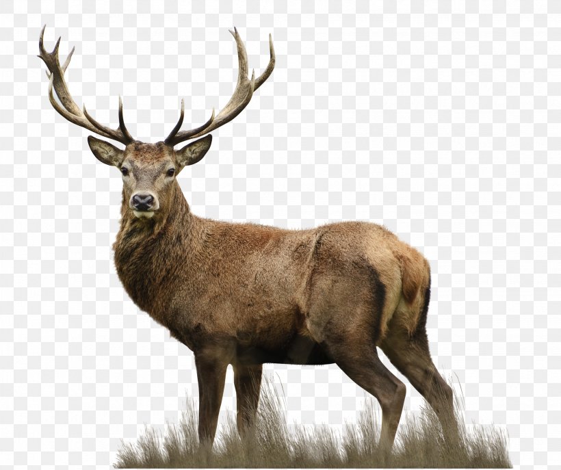 Red Deer Elks Lodge Drawing, PNG, 1953x1638px, Deer, Animal, Antler, Avps Lr Hunters, Deer Hunting Download Free