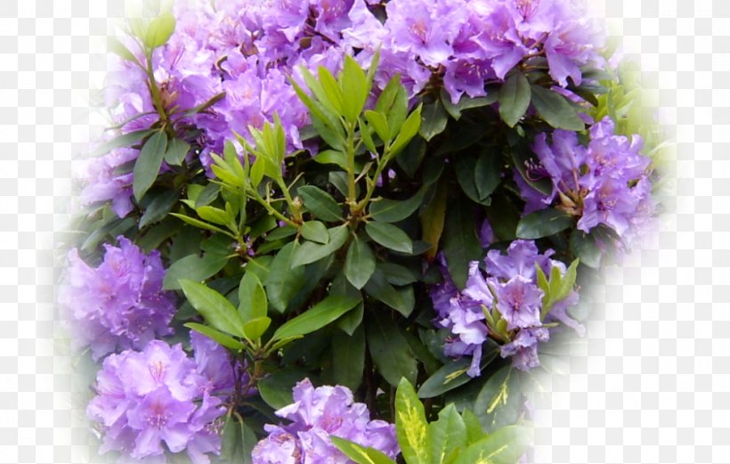 Rhododendron Shrub, PNG, 991x630px, Rhododendron, Flower, Flowering Plant, Lilac, Plant Download Free