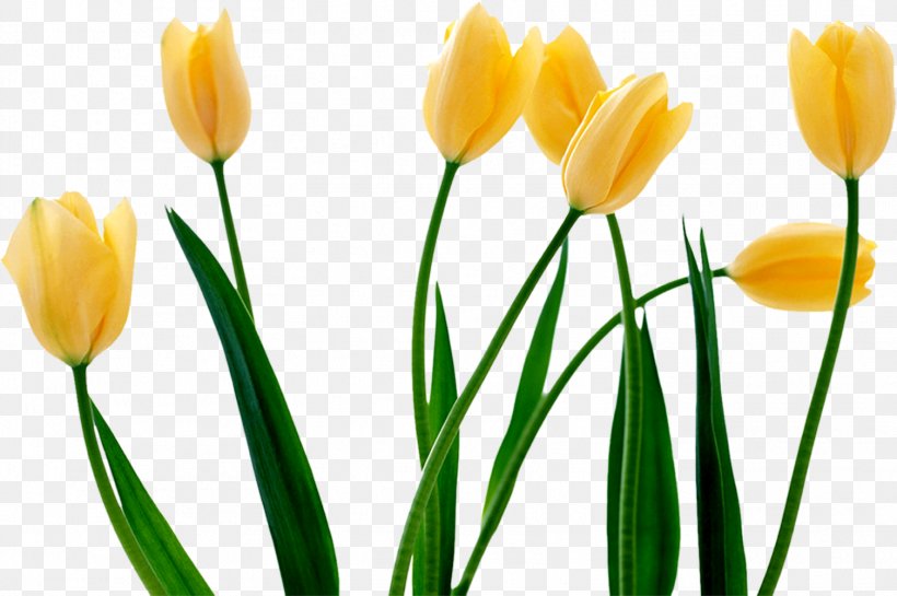 Tulip Flower Wallpaper, PNG, 1507x1002px, Tulip, Crocus, Cut Flowers, Display Resolution, Floristry Download Free