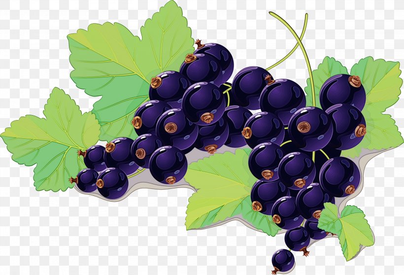 Flower Leaves, PNG, 3069x2094px, Blackcurrant, Berries, Berry, Bilberry, Blackberry Download Free