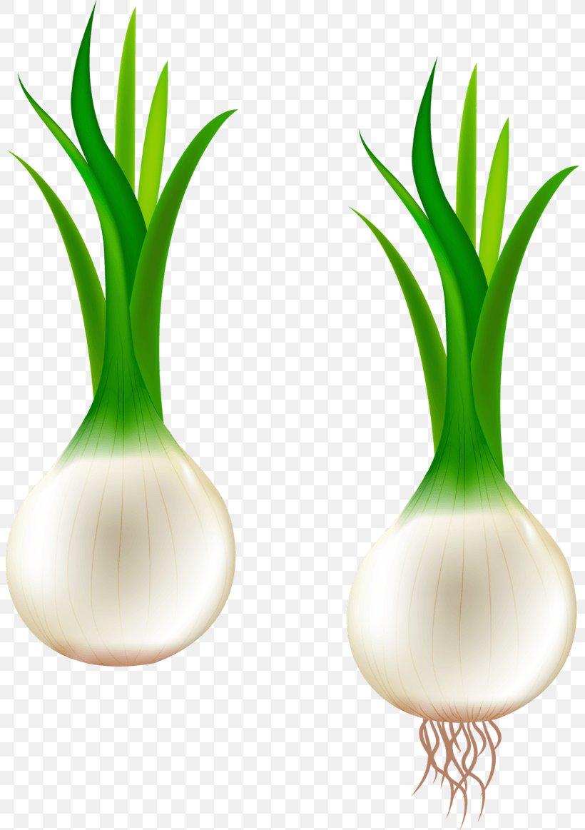 Garlic Vector Graphics Clip Art Scallion Shallot, PNG, 804x1163px, Garlic, Aquarium Decor, Drawing, Grass, Onion Download Free