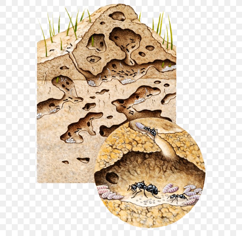 Inside An Ant Colony Nest Black Garden Ant, PNG, 580x800px, Ant, Ant Colony, Black Garden Ant, Carpenter Ant, Colony Download Free